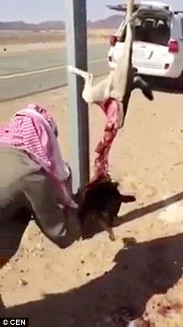 茹毛饮血：沙特阿拉伯猎人生吞血淋淋狼肉