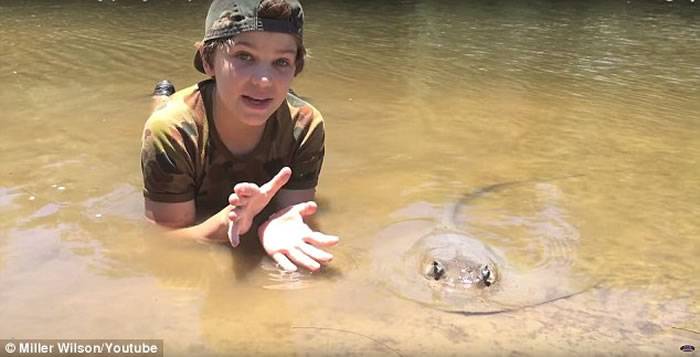 澳洲12岁男童在红树林为魔鬼鱼接生