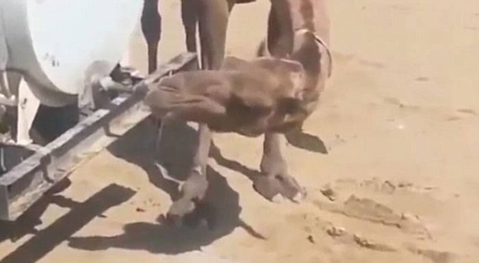 哈萨克一只骆驼会用嘴扭开水龙头喝水