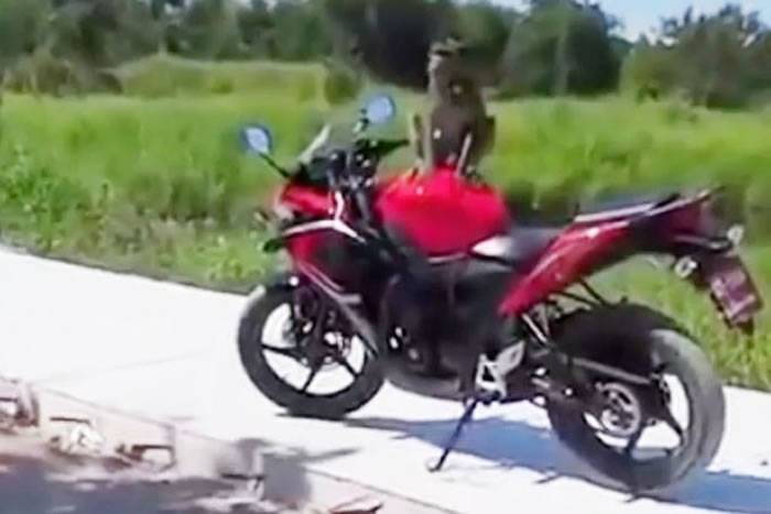 泰国男子看到猴子在其摩托车上撒尿恼羞成怒与猴子展开肉搏战