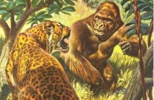 非洲刚果比利猿，能猎杀狮虎豹的食狮巨猿(图片)