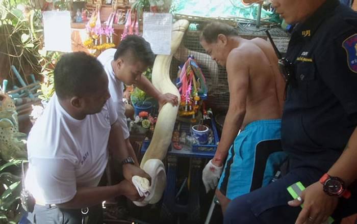 泰国发生真实版“农夫与蛇”的故事：男子被自己养的黄金巨蟒咬伤