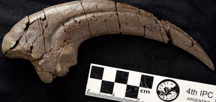 澳大利亚1.07亿年前意莫瑞拉组中发现食肉恐龙新物种