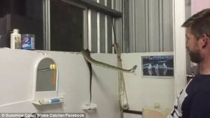 澳大利亚职业捕蛇者在社交网站上传捕捉巨蟒全过程