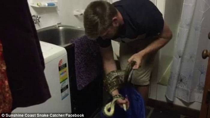 澳大利亚职业捕蛇者在社交网站上传捕捉巨蟒全过程