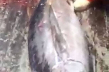 新西兰渔民出海捕获巨大无比的马林鱼 剖开鱼腹居然发现一条大金枪鱼