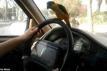 以色列黑头凯克鹦鹉紧抓汽车方向盘的视频走红网络