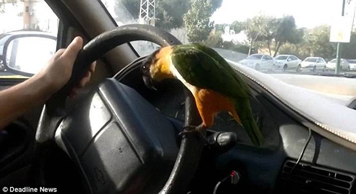 以色列黑头凯克鹦鹉紧抓汽车方向盘的视频走红网络