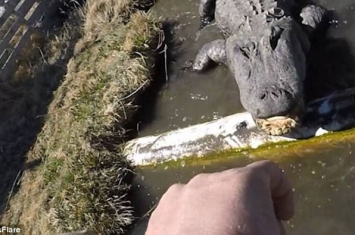 美国男子自拍伸手触摸短吻鳄舌头的惊险视频