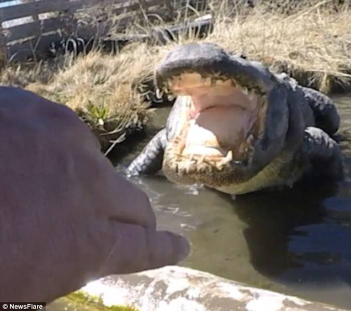 美国男子自拍伸手触摸短吻鳄舌头的惊险视频