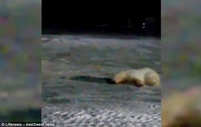 俄罗斯军事基地厨师为好玩拿掺爆炸物的食物给一只北极熊妈妈吃
