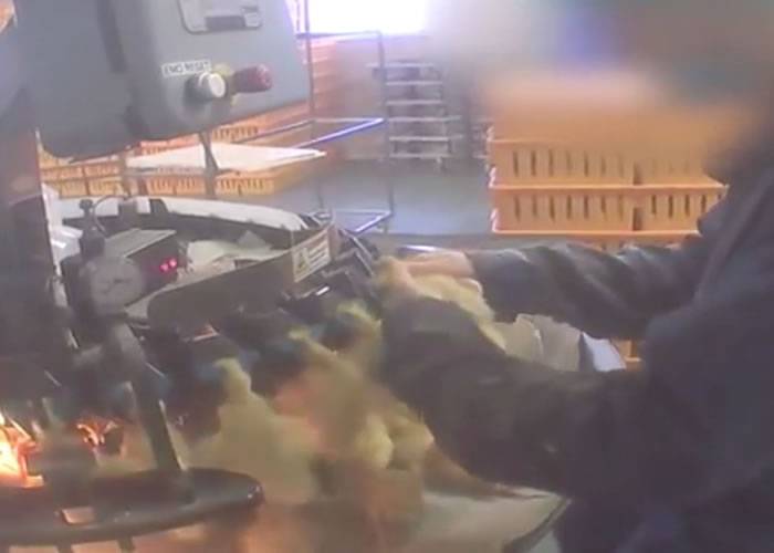 动物保护组织L214上载视频片段记录法国鹅肝工场骇人实录