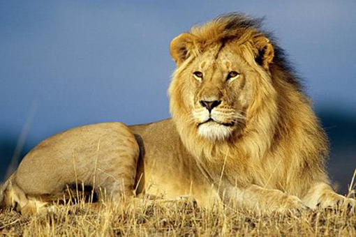狮子不起源于中国,为何中国历史上那么多石狮子?