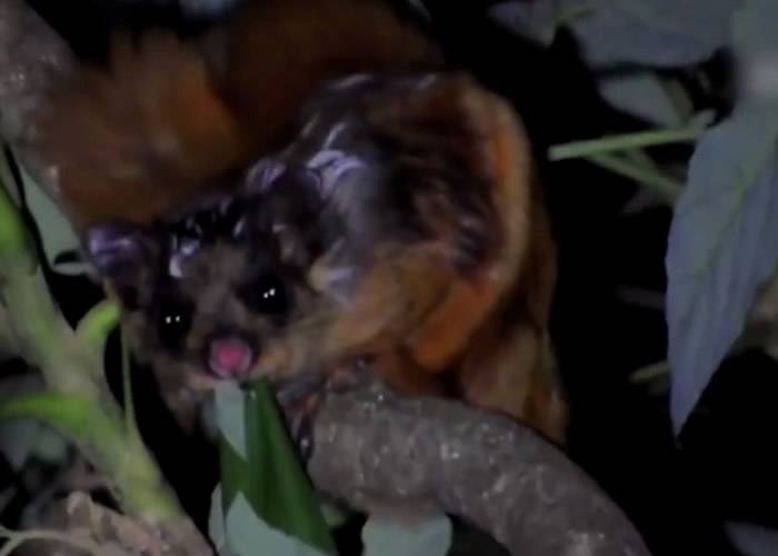云南保山高黎贡山国家级自然保护区发现比氏鼯鼠属新物种“高黎贡比氏鼯鼠”