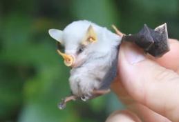 世界上最稀有的蝙蝠，洪都拉斯幽灵蝙蝠(浑身都是白色)