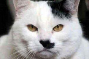 希特勒猫斯大林猫，一只像希特勒一只像斯大林(图片)
