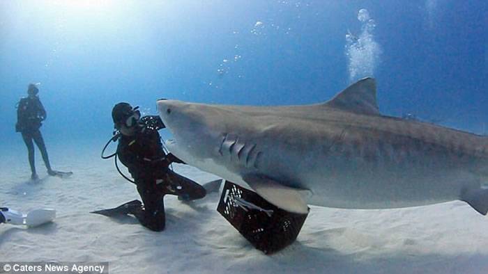美国男子Eli Martinez让重达一吨的虎鲨在他手掌上表演180度旋体