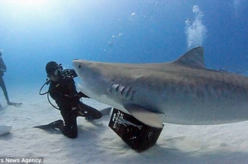 美国男子Eli Martinez让重达一吨的虎鲨在他手掌上表演180度旋体