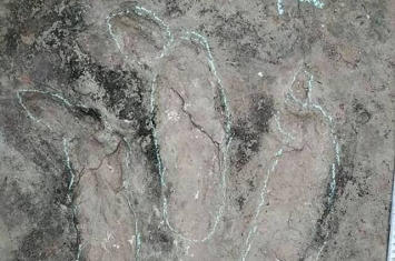 四川盆地内首次发现侏罗纪晚期大型食肉恐龙足迹化石