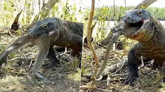 科摩多巨蜥只用了6口就轻松将整只猴子吞下肚