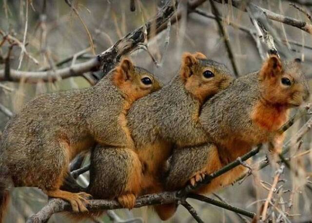美国蒙大拿州3只小松鼠寒冷中抱团取暖