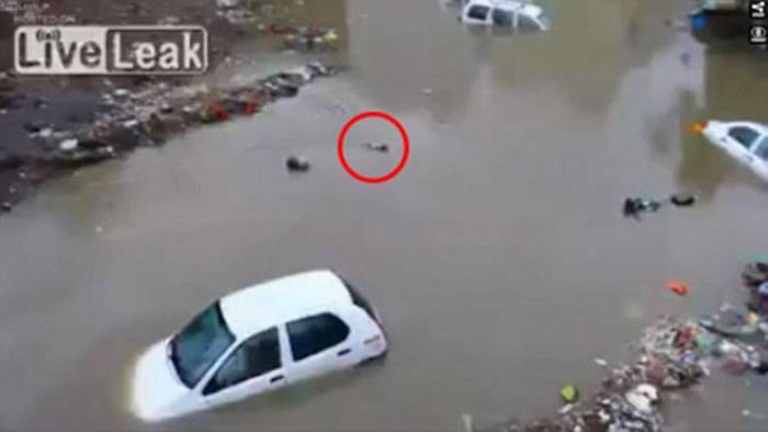印度一只瘦弱母狗在洪水中叼着孩子一只只送到岸上