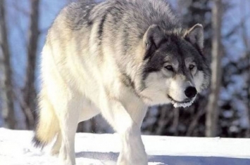 瑞典争议声中恢复猎狼 猎人最多可杀14只