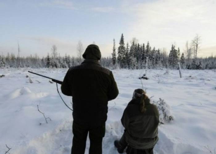 瑞典争议声中恢复猎狼 猎人最多可杀14只