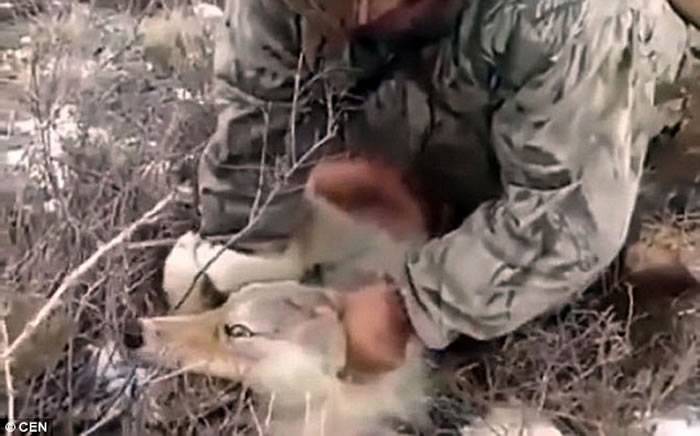 哈萨克斯坦猎人残忍折磨野狼