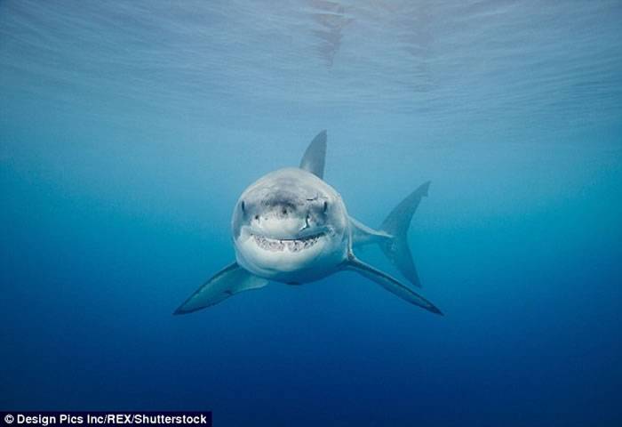 澳洲昆士兰男子捕鱼时被3米长鲨鱼攻击