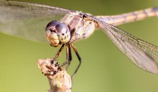 世界上什么动物眼睛最多，蜻蜓拥有10000-25000只眼睛（视力极好）