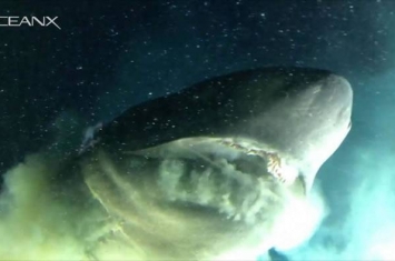 美国小型潜艇在巴哈马海域深海巧遇1.8亿年前史前巨鲨——钝鼻六鳃鲨
