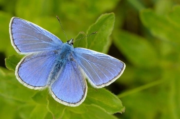 英国蓝蝶数量持续下降40年 热浪下强势回归