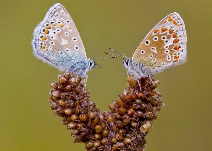英国蓝蝶数量持续下降40年 热浪下强势回归