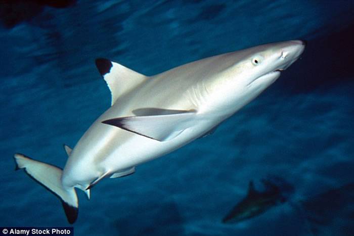 11岁意大利男童在澳洲大堡礁遭一条黑鳍礁鲨袭击