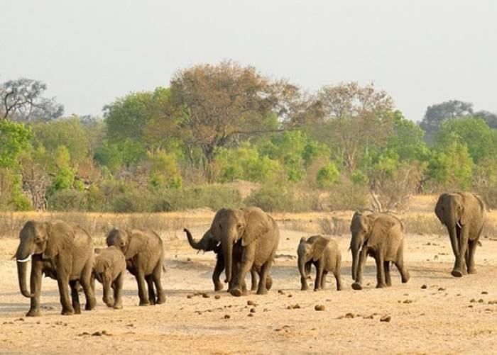 津巴布韦部长访华拟出口更多大象