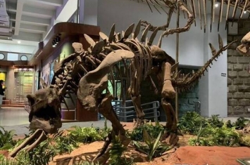 “东方龙宫”自贡恐龙博物馆收藏最多侏罗纪恐龙化石 镇馆之宝是太白华阳龙
