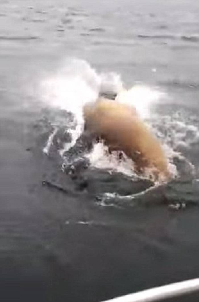 男子在加拿大海岸钓到18斤重三文鱼却被鲟鱼抢走