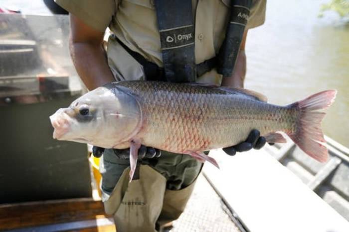 美国明尼苏达州水晶湖发现已存活112年的水牛鱼（胭脂鱼）