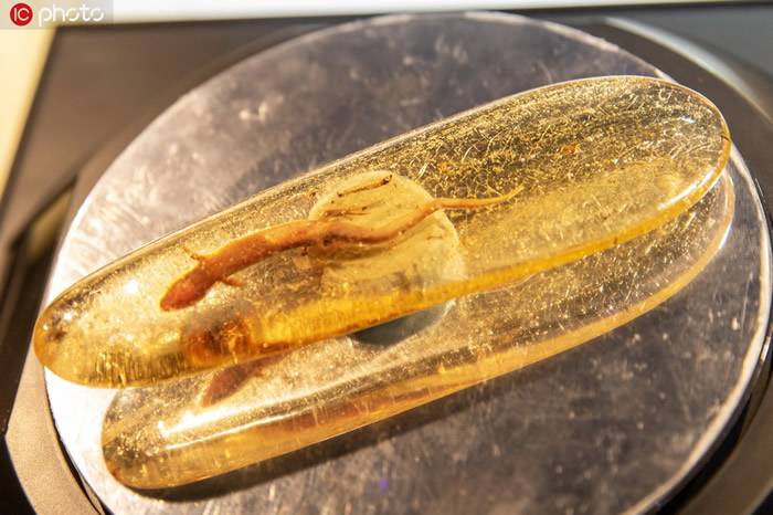 世界最大琥珀水胆蜥蜴化石亮相2019第二届中国国际进口博览会