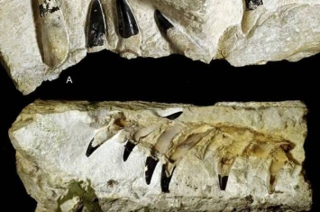 波兰一片玉米田发现1.5亿年前的“海怪”上龙化石