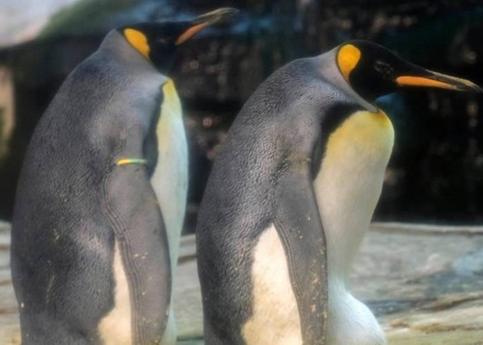 德国柏林动物园一对同性帝王企鹅领养遗弃蛋 尽显父爱用心孵化