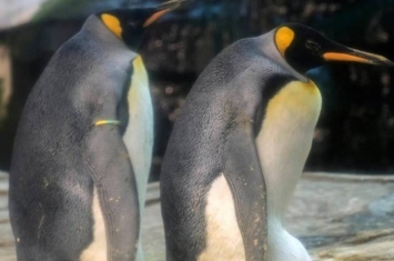 德国柏林动物园一对同性帝王企鹅领养遗弃蛋 尽显父爱用心孵化