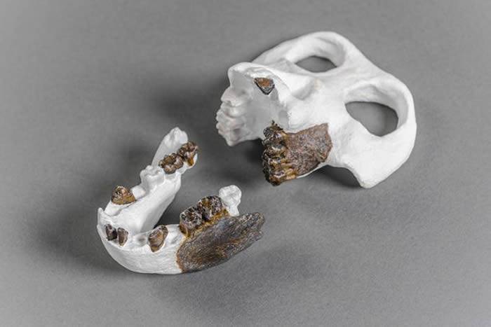德国发现的1162万年前类人猿“丹努维乌斯”Danuvius guggenmosi化石或改写人类进化史
