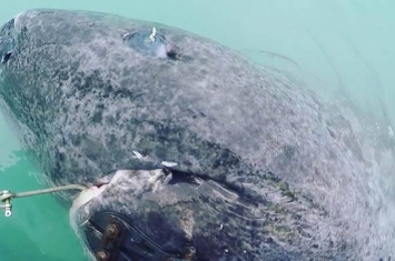 科学家在格陵兰岛发现500岁的“格陵兰睡鲨”