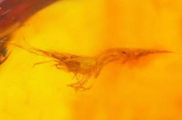 “虾琥珀”：中国科学家首次在墨西哥2200万年前琥珀中发现水生生物真虾