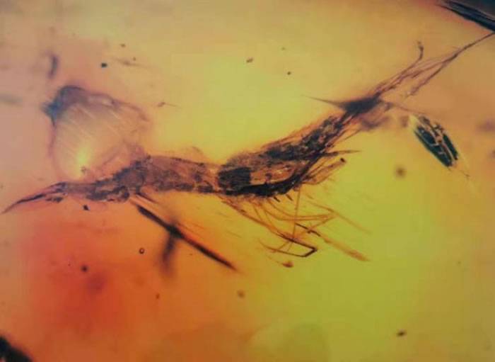 “虾琥珀”：中国科学家首次在墨西哥2200万年前琥珀中发现水生生物真虾