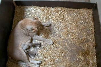 德国莱比锡动物园母狮突然吃掉它的两只新生小狮子