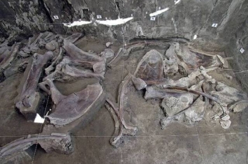 墨西哥图尔特佩克发现由1.4万年前古人类所设置的长毛象陷阱 出土至少14具骸骨化石