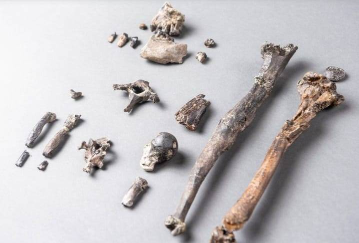 德国发现全新古猿Danuvius guggenmosi化石 人类祖先直立行走时间提前数百万年